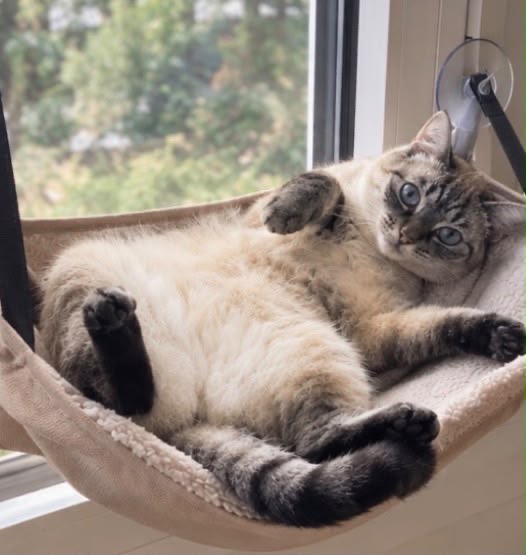 Chat noir et blanc couché dans un hamac