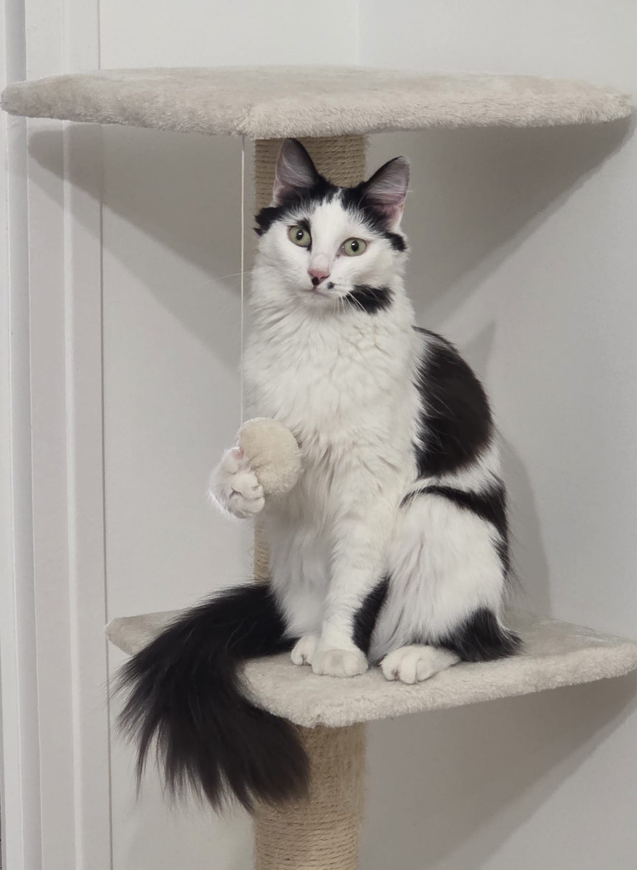 Chat noir et blanc sur son arbre à chat — comportement du chat à Montluel