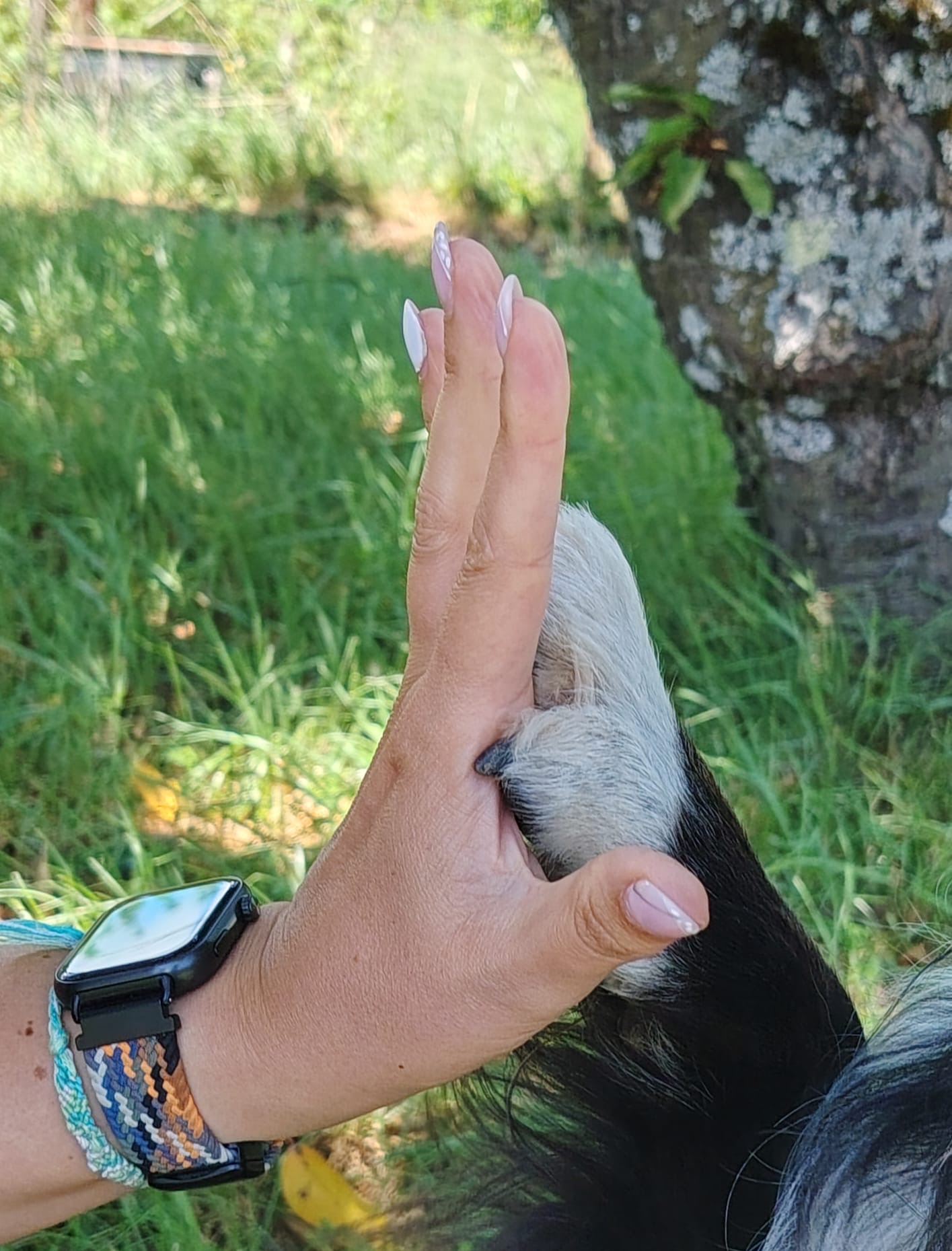 Main de Laetitia contre la patte d’un chien